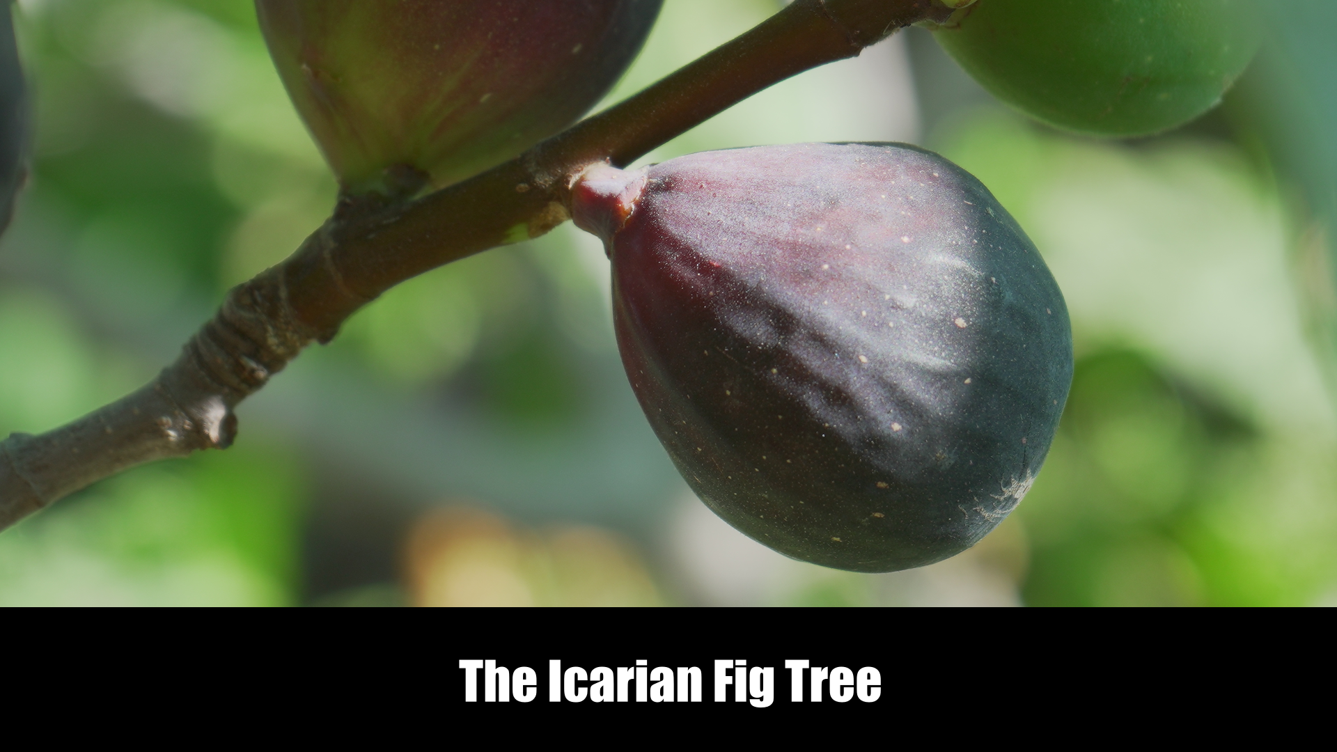 The Icarian Fig Tree image